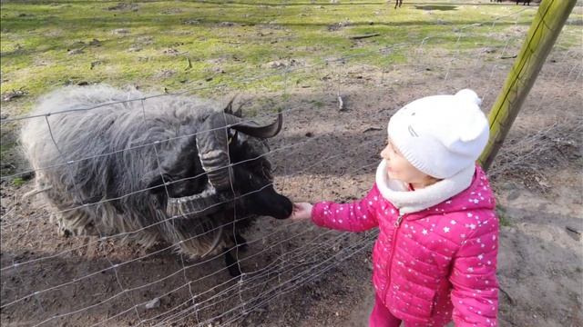 Парк лесных животных в Гангельт. Wildpark Gangelt смотреть онлайн