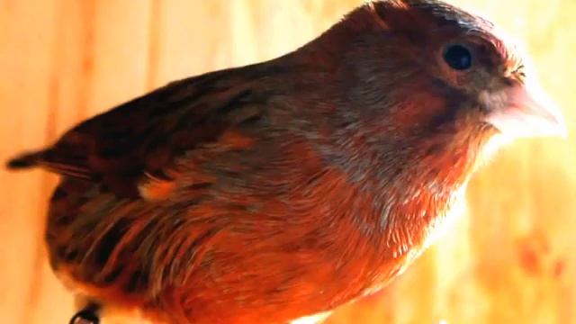 ПЕНИЕ КЕНАРА Урок 06 смотреть онлайн