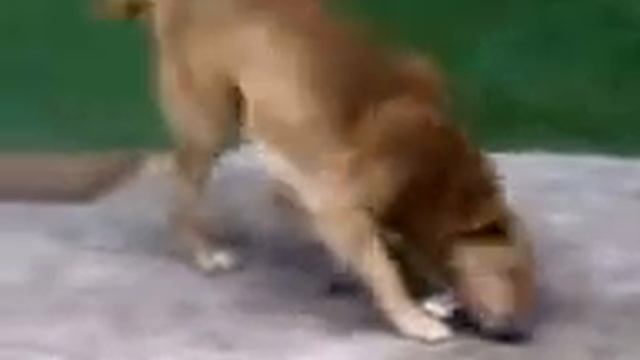 собака и мыло смотреть онлайн