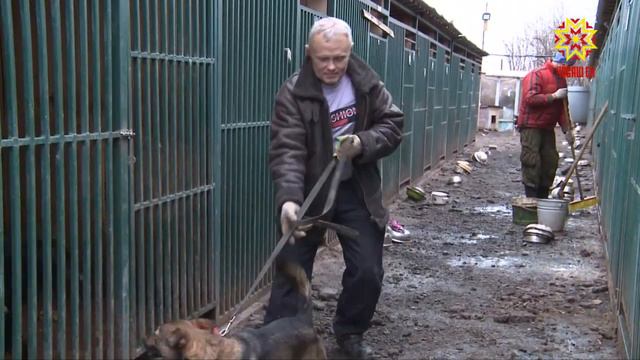Бродячие собаки не так опасны, как принято считать. смотреть онлайн