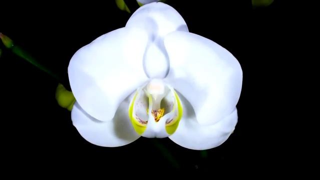 Настя, с Днём рождения! смотреть онлайн