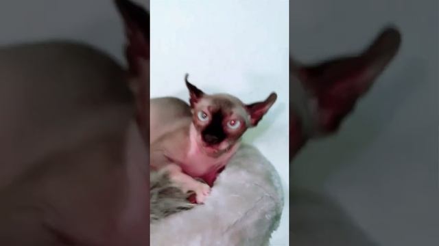 сфинкс эльф кусается и шипит нужно отвезти к доктору смотреть онлайн