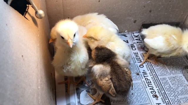 Моим цыплятам уже неделя))) смотреть онлайн