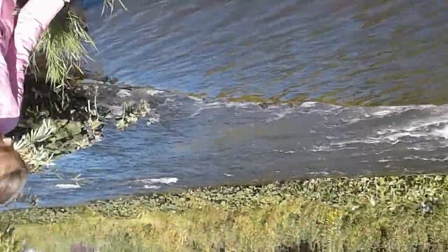 Река Есоуловка село Бархатово в лесу смотреть онлайн