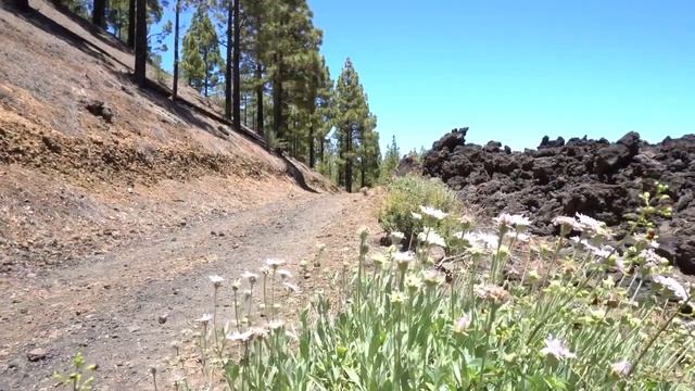 ПРОГУЛКА ПО ЛЕСУ . РЕЛАКС .ДЛЯ СНА . ТОП 2023