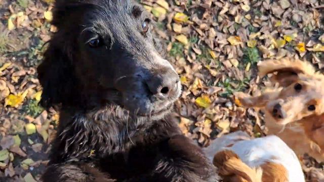 3.11.2022.Щенки английского кокер спаниеля,с документами.5 мес.Продажа, Крым, доставка.+79787402855 смотреть онлайн