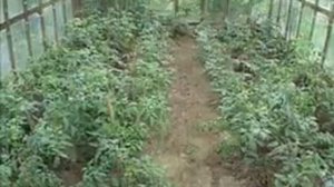 Электрокультиватор Надежда от Sale Techno