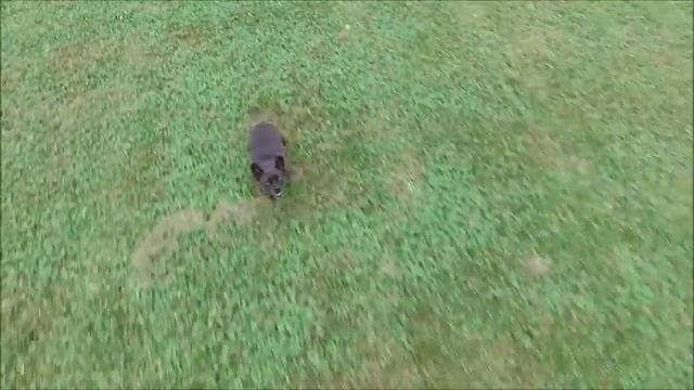 Pug chasing my Drone смотреть онлайн