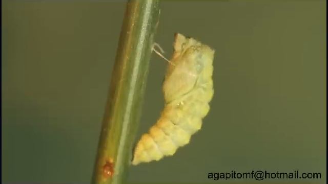 Papilio machaon de oruga a crisalida смотреть онлайн