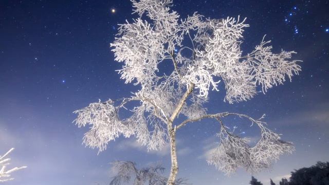 Carbon based lifeforms - betula pendula (Берёза повислая) смотреть онлайн