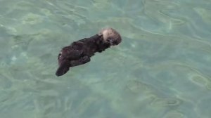 Морская выдра или калан. Они романтичны.