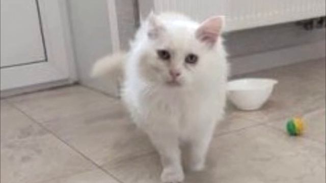 Кот с раной на голове просил помощи, но все проходили мимо. Сейчас его не узнать! смотреть онлайн