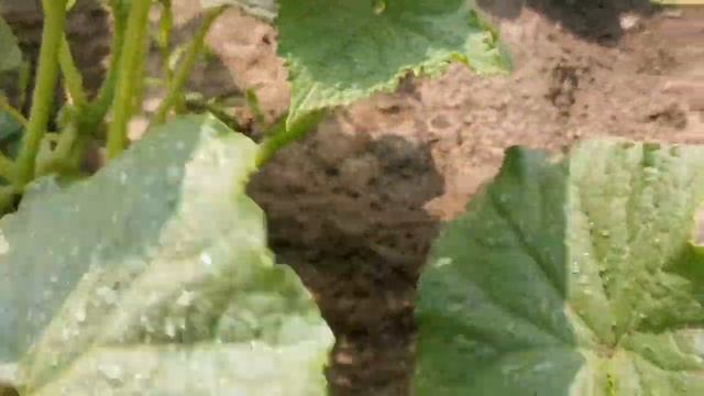 Первые огурцы // Маленький обзор как подрос мой урожай за 1 неделю ? смотреть онлайн