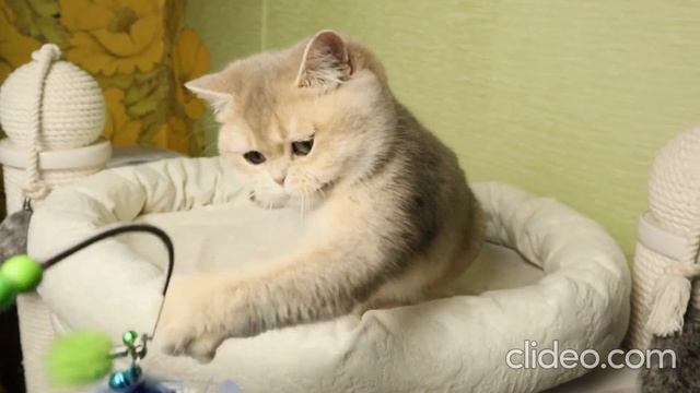 Голубая золотая шиншилла смотреть онлайн