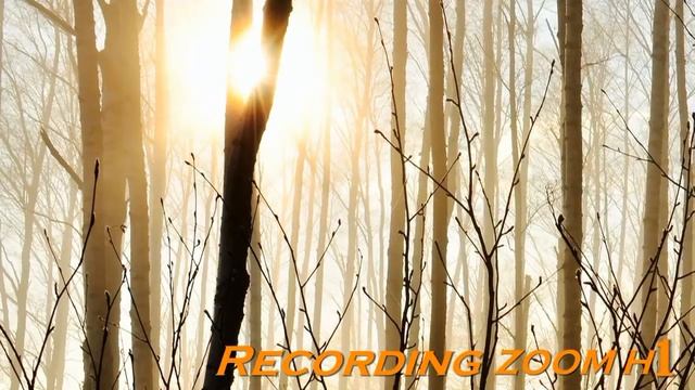 Тест ZOOM H1, звуки природы.