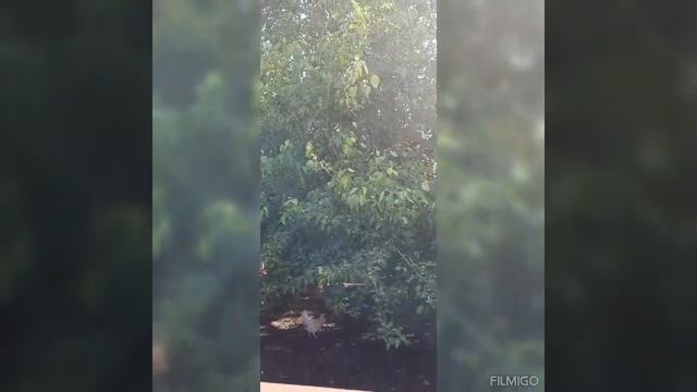 Тутовник(шелковица)??#дерево#тютина#разница#сладкая? смотреть онлайн