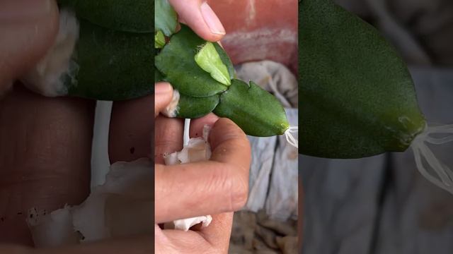 Breeding Christmas cactus with toilet paper смотреть онлайн