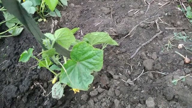 Не выбрасывайте старые зонты смотреть онлайн