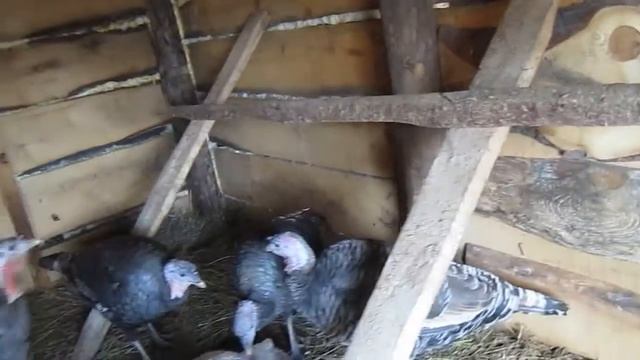 индюки на моем подворье смотреть онлайн