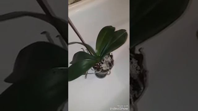 Полив орхидеи с удобрением в закрытой системе. Закрытая система .