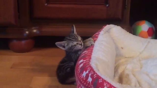 Сококе Очень хочется спать