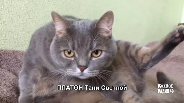 Домашние любимцы ведущих "Русского Радио" смотреть онлайн