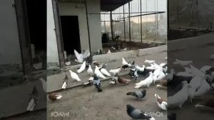 Николаевские голуби Курская обл. П. Кшенский.