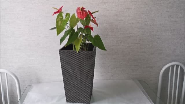 Два антуриума в одном горшке смотреть онлайн