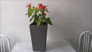 Два антуриума в одном горшке