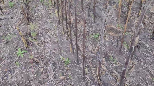 Уборка подсолнуха Катана 2022