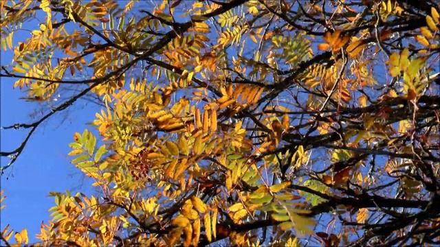 The Colours of Fall / Höstens färger i Nykarleby [1080p] смотреть онлайн