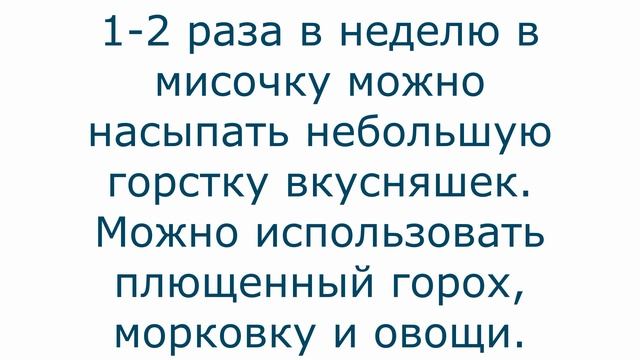 Чем кормить сирийского хомяка? смотреть онлайн