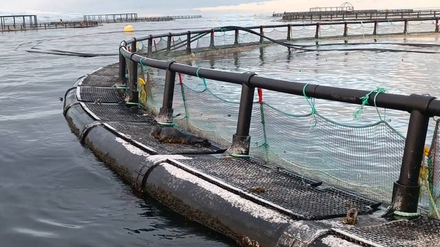 отдых маленькой нерпы