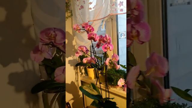 Орхидея Многоцветковая! смотреть онлайн