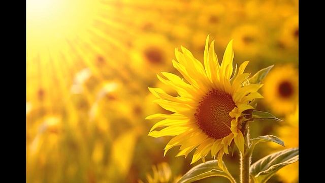 17 ноября / Где живут ерши? смотреть онлайн