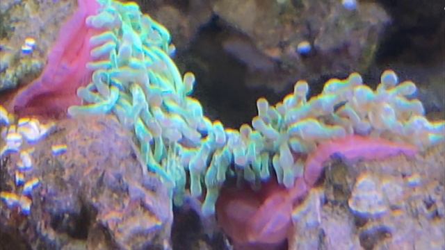 How to split my bubble tip anemone @mylittleworld6934#bangla смотреть онлайн