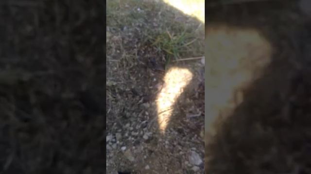 Муравьи жнецы в дикой природе! Я их выпустила? смотреть онлайн