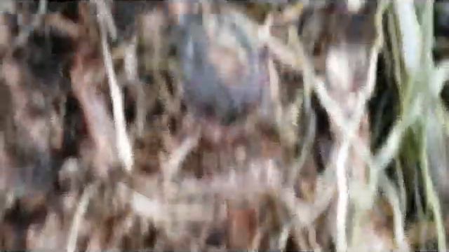 Established Dendrobium on the Tree & Propagate Dendrobium species - Keikis Cutting смотреть онлайн