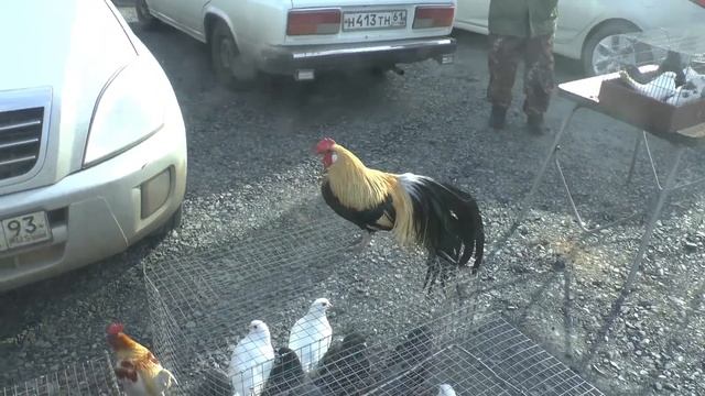 Ростов-на-дону. 20.03.22. Сборная ярмарка голубей. Часть 2. Bird market. Nikolaevsky pigeons. смотреть онлайн