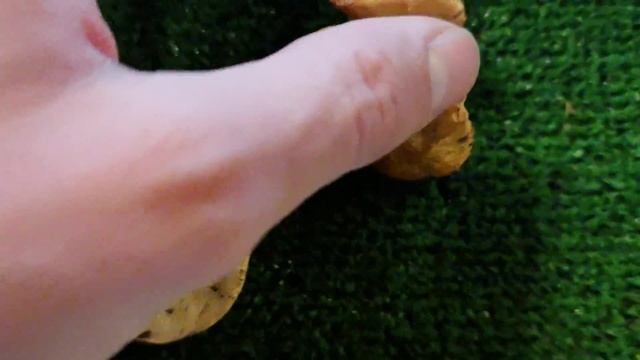 Diferencias entre Hydnun repandum e Hydnum rufescens. Lengua de vaca y lengua de gato. смотреть онлайн