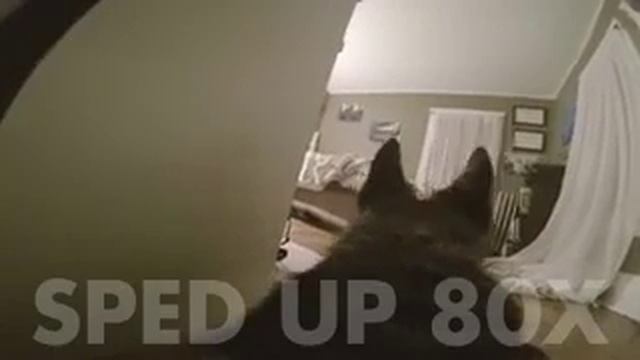 Тайная жизнь немецкой овчарки смотреть онлайн