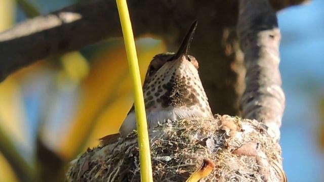 Hummingbird Nesting : ) Video Footage w\ Nikon P600 смотреть онлайн