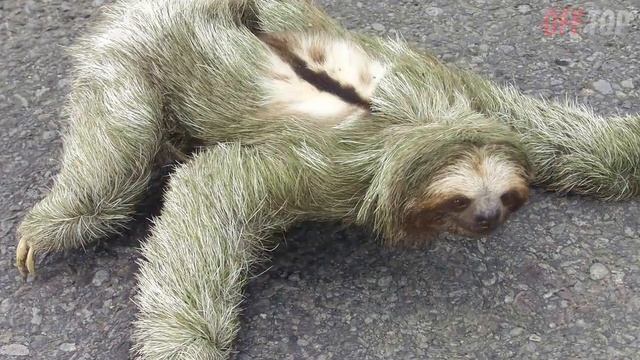 Эти Животные ЗВАЛИ НА ПОМОЩЬ! ?_? Попробуй Не Заплакать! ? Топ 20 Моментов Спасения Животных.mp4 смотреть онлайн