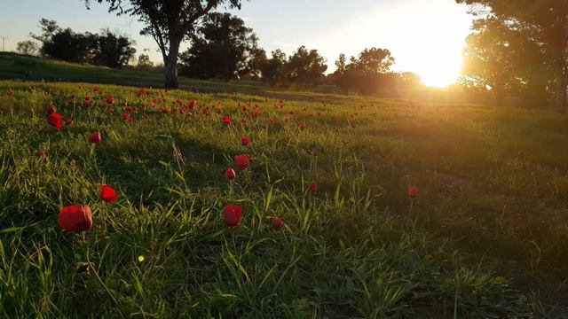Red Anemone Flowers in Green Meadow - by Sunset - 4K смотреть онлайн
