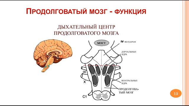Продолговатый мозг. Мост. Мозжечок_ 07 смотреть онлайн