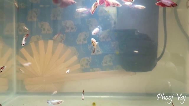 Bettas Dancing Away to some music смотреть онлайн