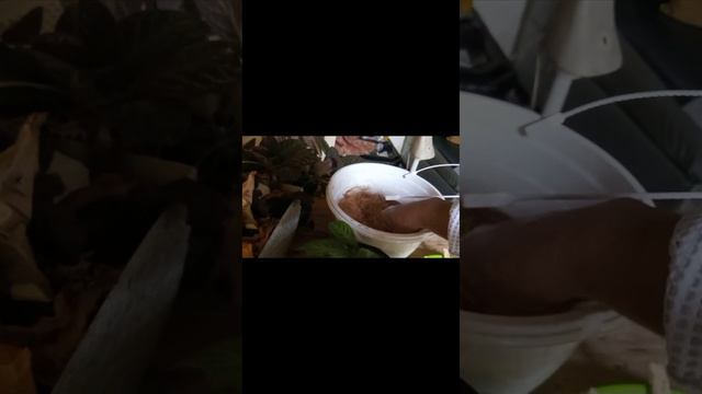 Maravillosas!! Secretos De Las Episcias 🌺🌺🌺 El Sustrato Que Utilizo Y Como Reproducirlas 🌺🌺🌺