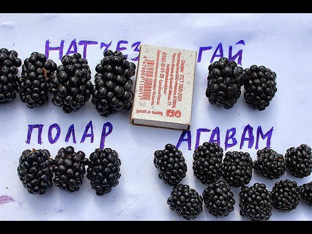 Ежевика Полар смотреть онлайн