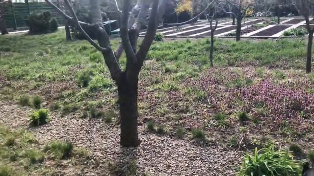 Французские бульдоги как тройка лихих коней !!! смотреть онлайн