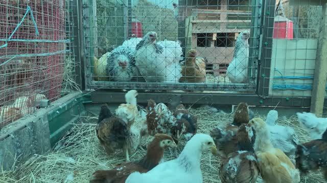 размеры брамы взрослой и месячного цыплёнка. сравнение [4K] смотреть онлайн